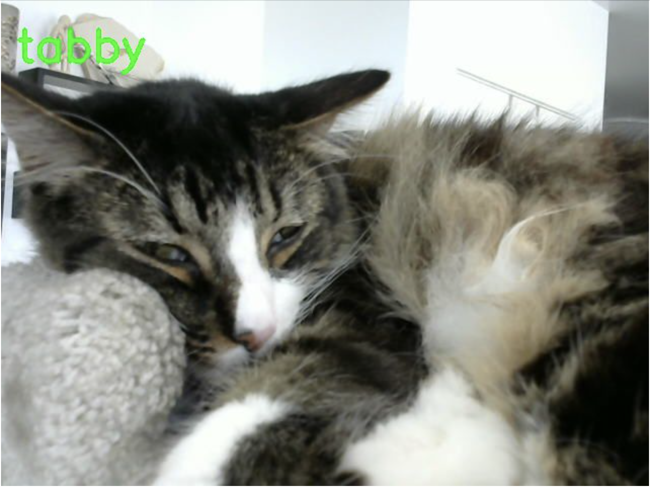 Screenshot from TIDL demo app classifying George the cat Screenshot from TIDL demo app classifying George the cat